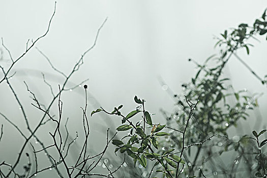 植被,雾气