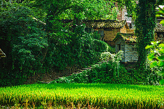 森林与小屋