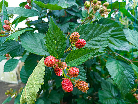 树莓,枝头果实