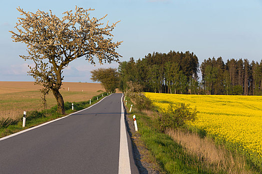 道路,树,春天