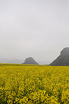 花海