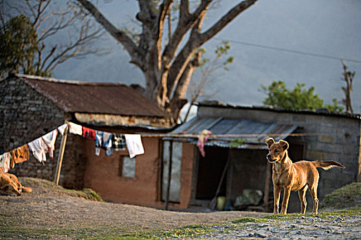 狗,站立,专注,户外,房子,波卡拉,尼泊尔