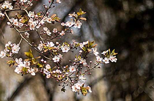 樱花