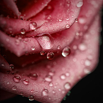 露珠,漂亮,粉红玫瑰