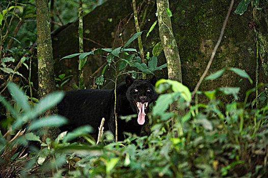 美洲虎,美洲豹,暗色,彩色,阶段,黑豹,哈欠,国家公园,亚马逊雨林,厄瓜多尔