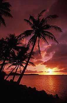 关岛,湾,鲜明,红色,日落,剪影,棕榈树,海滩