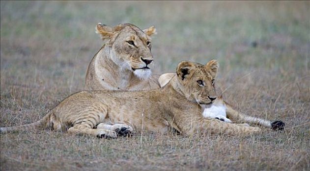 雌狮,狮子,幼兽,肯尼亚,东非