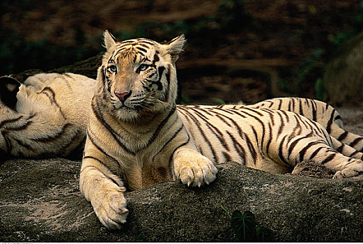 白色,印度虎,新加坡动物园,新加坡