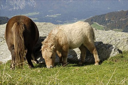 矮小,小马,放牧,阿尔卑斯草甸,奥地利