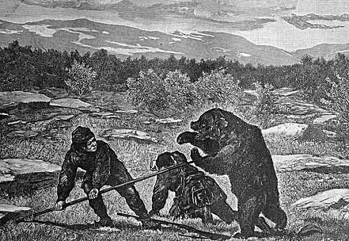 拉普兰人,熊,猎捕,历史,插画,1893年