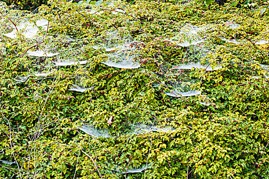 蜘蛛网,秋天,早晨