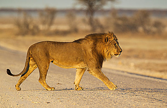 狮子,雄性,穿过,碎石路,早晨,埃托沙国家公园,纳米比亚,非洲