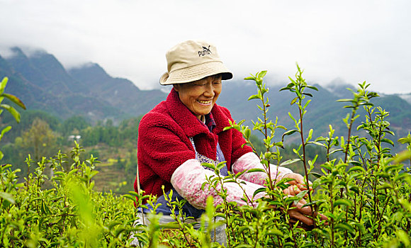 贡茶之乡采春茶