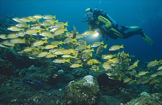 潜水者,四带笛鲷,图兰奔,巴厘岛,印度尼西亚