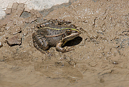 湿地,青蛙,成年,休息,泥,亚美尼亚,欧亚大陆