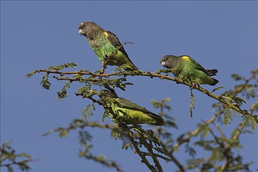 鹦鹉,群,树上,肯尼亚