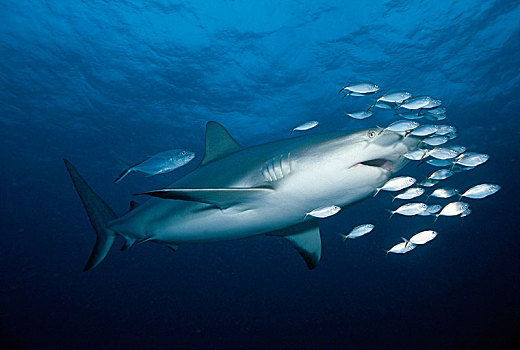 加勒比礁鲨,海湾群岛,洪都拉斯,中美洲