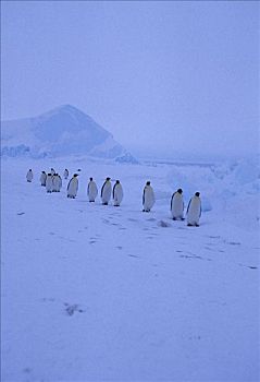 帝企鹅,冰架,南极