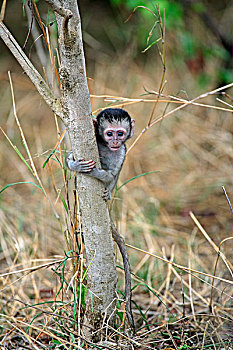 黑长尾猴,猴子,年轻,树,克鲁格国家公园,南非,非洲