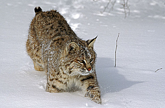美国山猫,猞猁,成年,走,雪,加拿大