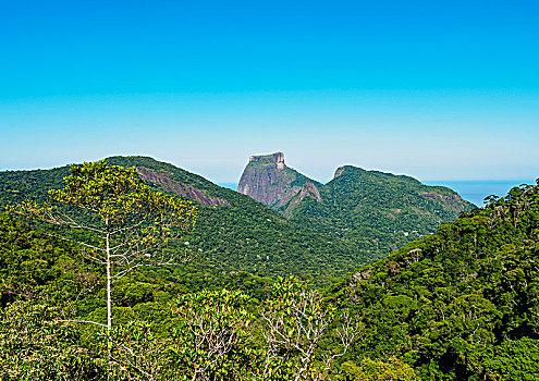 树林,国家公园,里约热内卢,巴西,南美