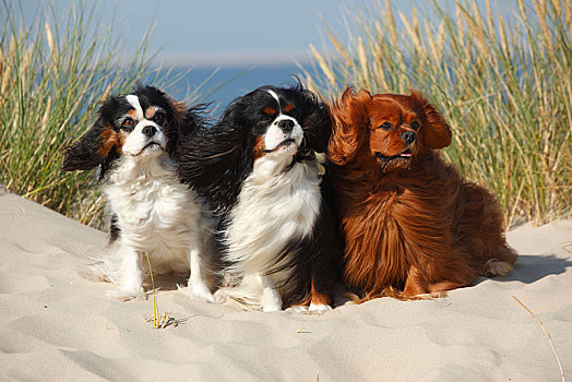 查尔斯王犬,三种颜色,红宝石,三个,狗,坐,沙丘,特塞尔,荷兰
