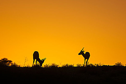 跳羚,沙丘,日落,卡拉哈迪,国家公园,北开普,省,南非,非洲