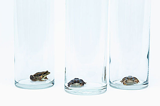 三个,青蛙,坐,清晰,玻璃,排列,堡垒,艾伯塔省,加拿大