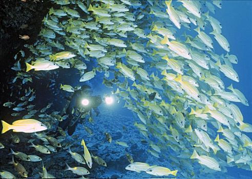海鲈,四带笛鲷,潜水者,鱼群,水下拍摄,印度洋