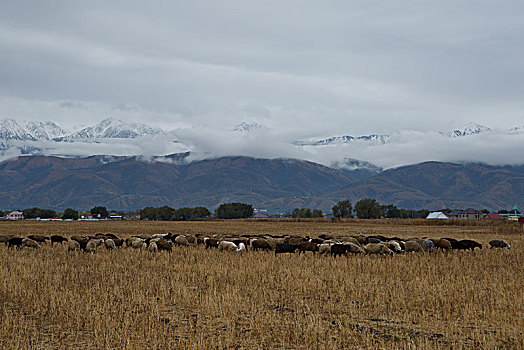阿拉木图雪山草地羊群