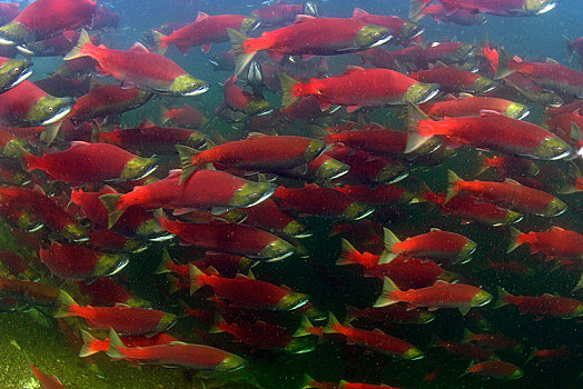 红鳟鱼,三文鱼,红鲑鱼,成群,亚当斯河,省立公园,不列颠哥伦比亚省,加拿大,北美