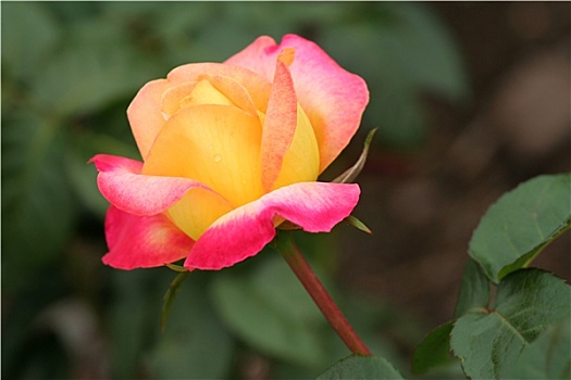 一个,粉色,黄玫瑰