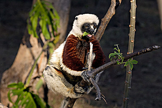 马达加斯加狐猴,成年,树,马达加斯加,非洲