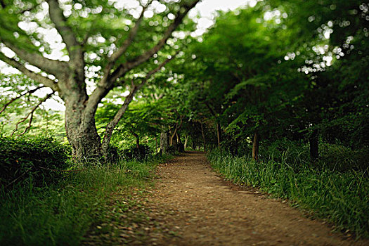 小路,通过,树林,日本
