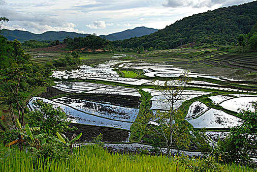 农业,水,稻田,湿,稻米,靠近,禁止,宠物,省,老挝,东南亚,亚洲