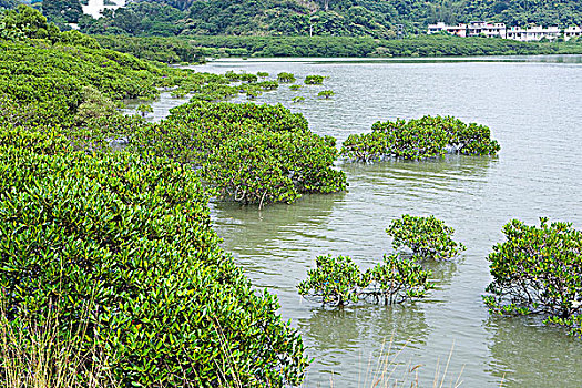 红树,新界,香港