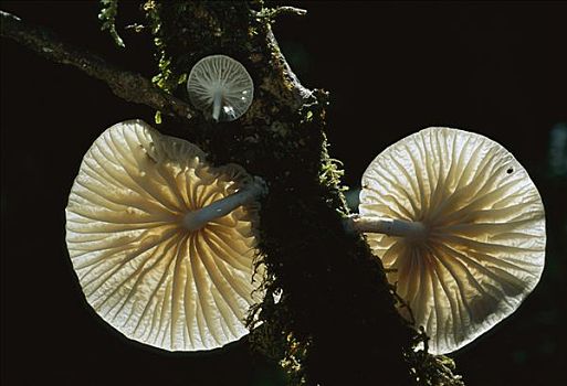 蘑菇,枝条,新西兰