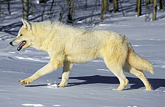 北极狼,狼,成年,走,雪中,阿拉斯加