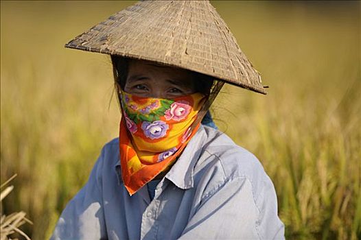 越南,成年,女人,草帽,稻田,河内,北越,东南亚