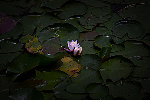 睡莲,莲花,金鱼,红鲫鱼