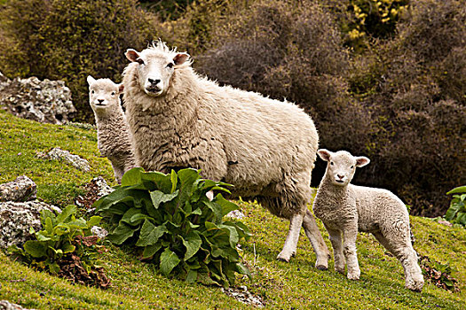 家羊,绵羊,相似,羊羔,石头,班克斯半岛,坎特伯雷,新西兰