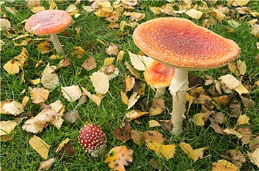 白毒蝇鹅膏菌,蘑菇,草地,荷兰