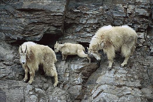 石山羊,雪羊,成年,陡峭,山,悬崖,一个,成年人,轻推,幼兽,犄角,落基山脉,北美