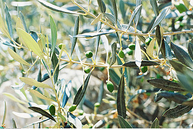 橄榄树林图片