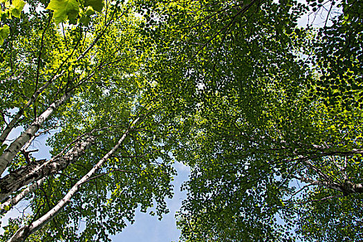 仰视,树,赖丁山国家公园,曼尼托巴,加拿大