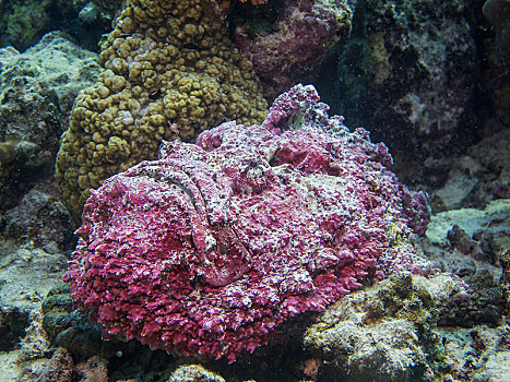 礁石,一个,有毒,鱼,世界,红树林,红海,埃及,非洲