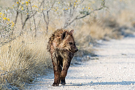 斑鬣狗,走,岩石,地面,埃托沙国家公园,纳米比亚,非洲