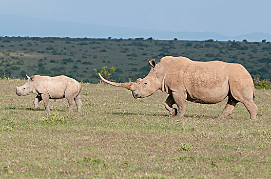 白犀牛,牧场,肯尼亚