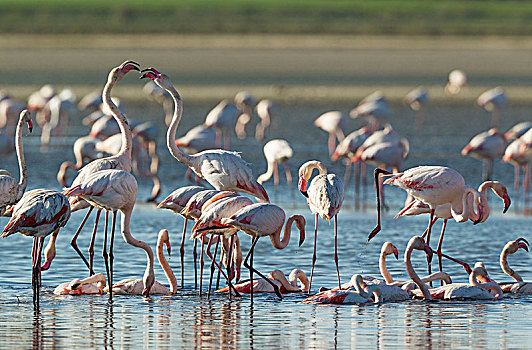 大红鹳,火烈鸟,争吵,两只鸟,浴,泻湖,马拉加省,安达卢西亚,西班牙,欧洲