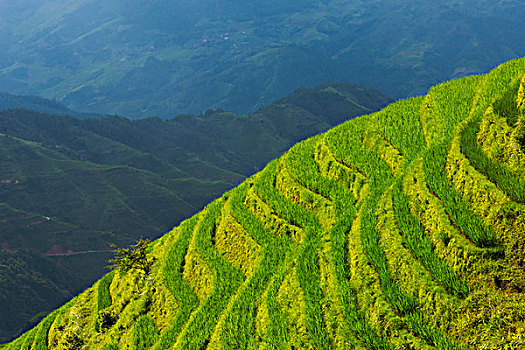 稻米梯田,山,龙胜,广西,中国,大幅,尺寸